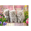 Castorland dėlionė Three Grey Kittens 300 det.