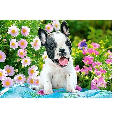 Castorland dėlionė  French Bulldog Puppy 500 det