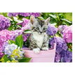 Castorland dėlionė Kitten In Basket 1500 det.