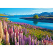 Castorland dėlionė Lake Tekapo New Zealand 500 det.