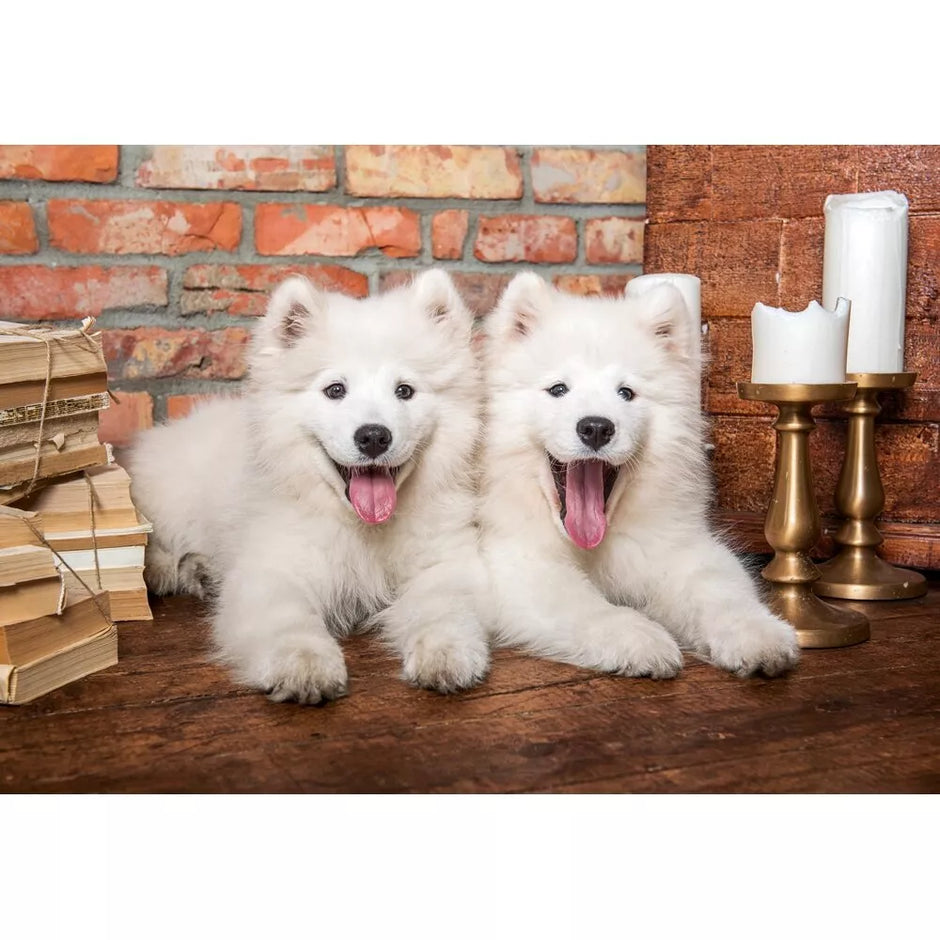 Castorland dėlionė Samoyed Puppies Say Hello 1000 det.