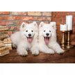 Castorland dėlionė Samoyed Puppies Say Hello 1000 det.