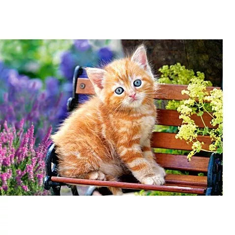 Castorland dėlionė Ginger Kitten  500 det.