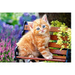 Castorland dėlionė Ginger Kitten  500 det.