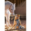 Castorland dėlionė Unique Friendship 1000 det