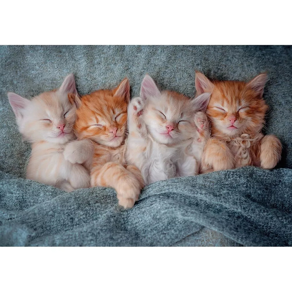 Castorland dėlionė The Sweetest Kittens 1000 det.