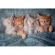 Castorland dėlionė The Sweetest Kittens 1000 det.