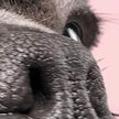 CherryPazzi dėlionė I’m watching you 1000 det.