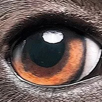 CherryPazzi dėlionė I’m watching you 1000 det.