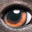 CherryPazzi dėlionė I’m watching you 1000 det.