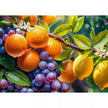 CherryPazzi dėlionė Sunny Fruits 1000 det
